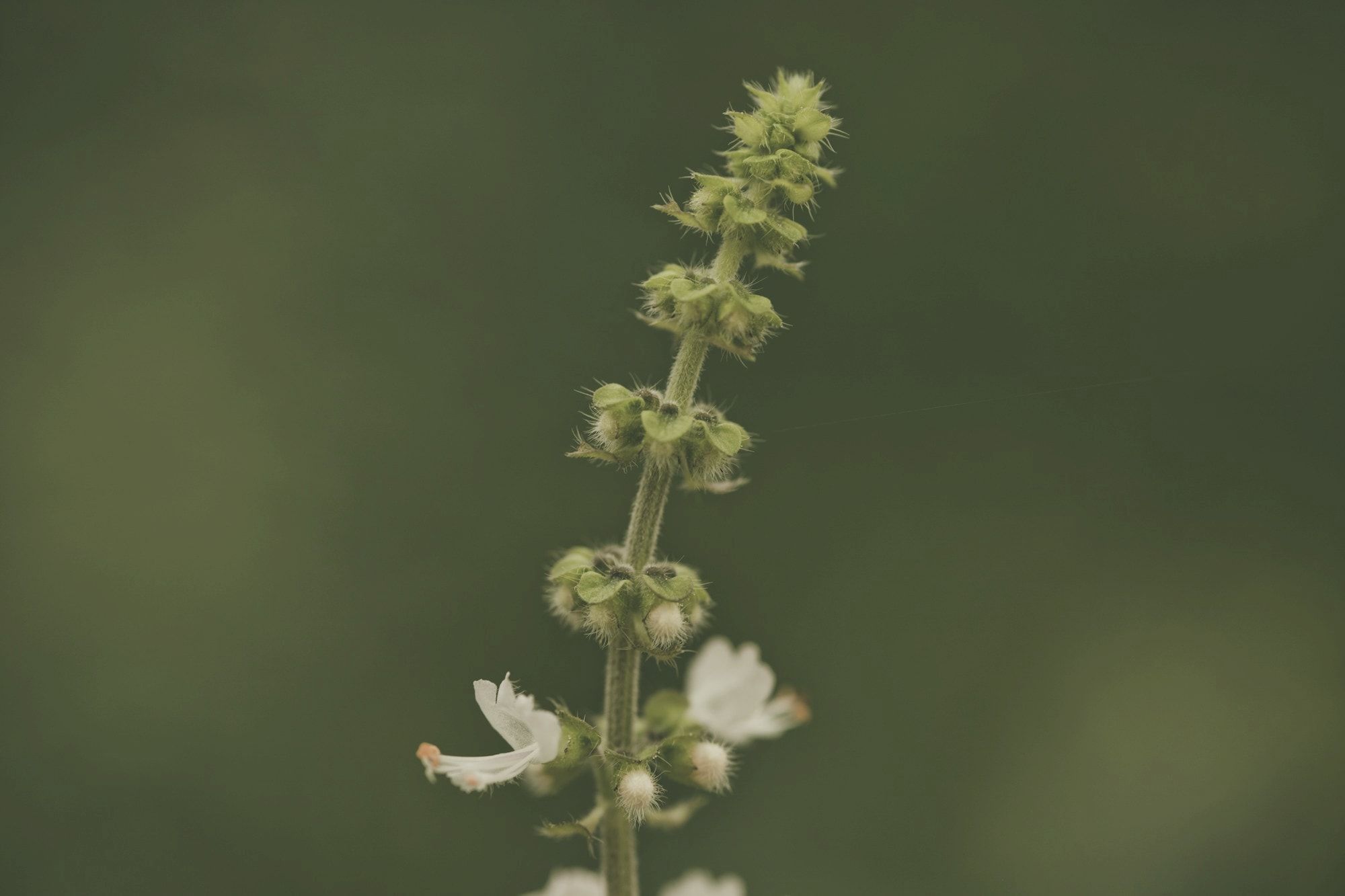 Fiori bianchi di una pianta officinale