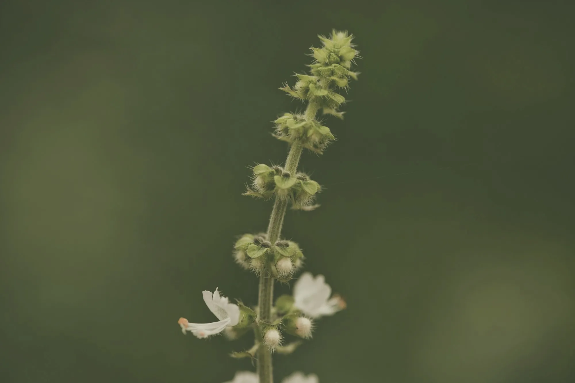 Fiori bianchi di una pianta officinale