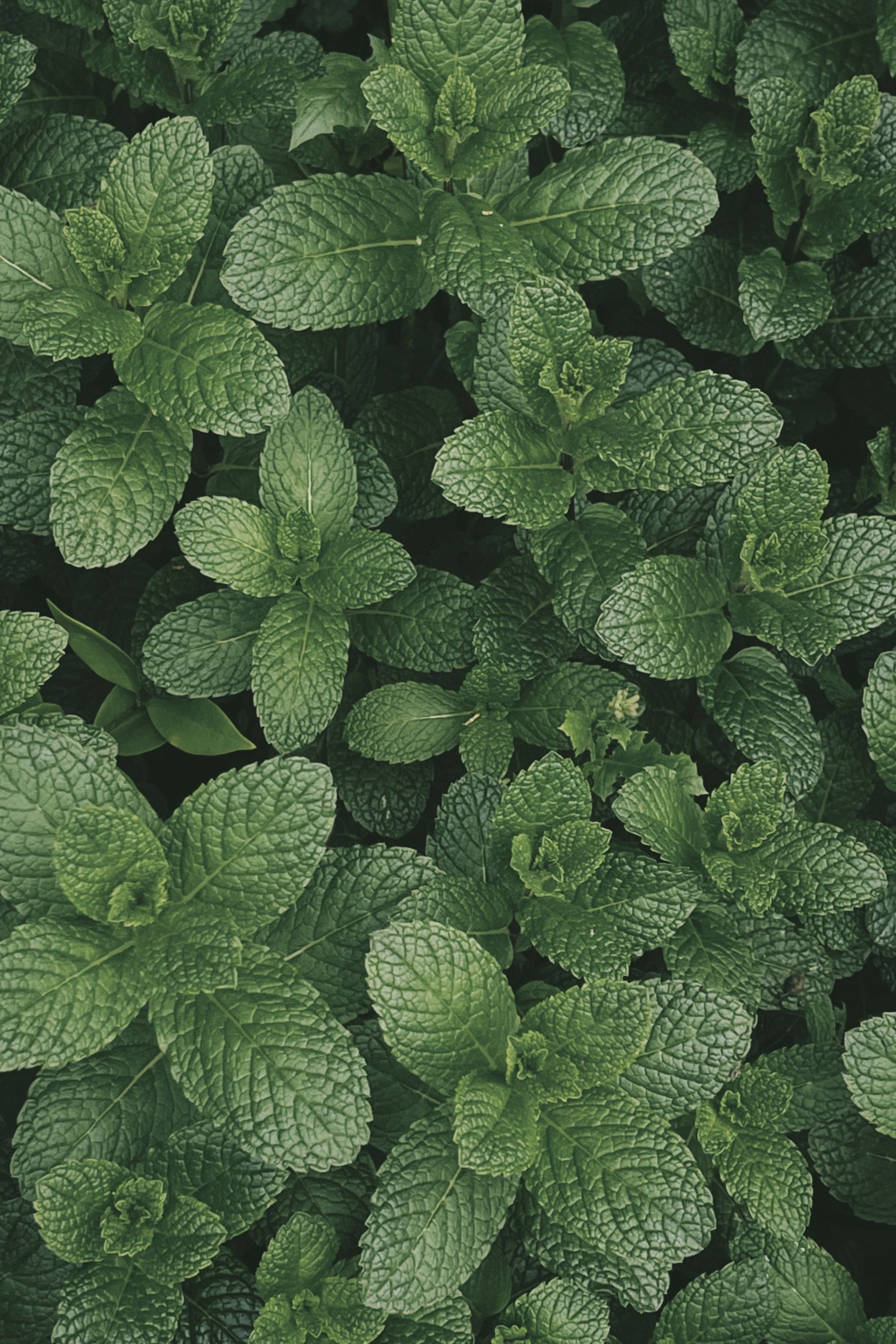 Foglie di menta fresca